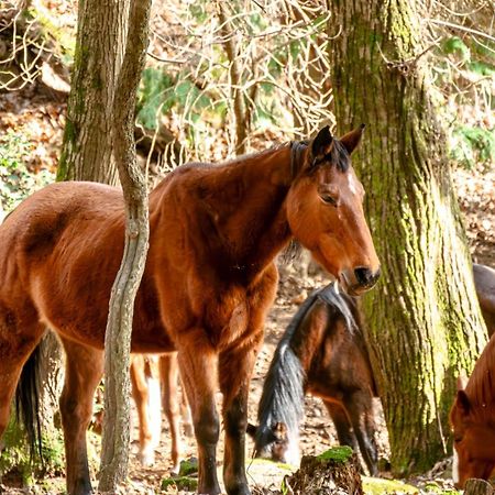 Centro Trekking A Cavallo Monte Brugiana Affittacamere Massa  Esterno foto