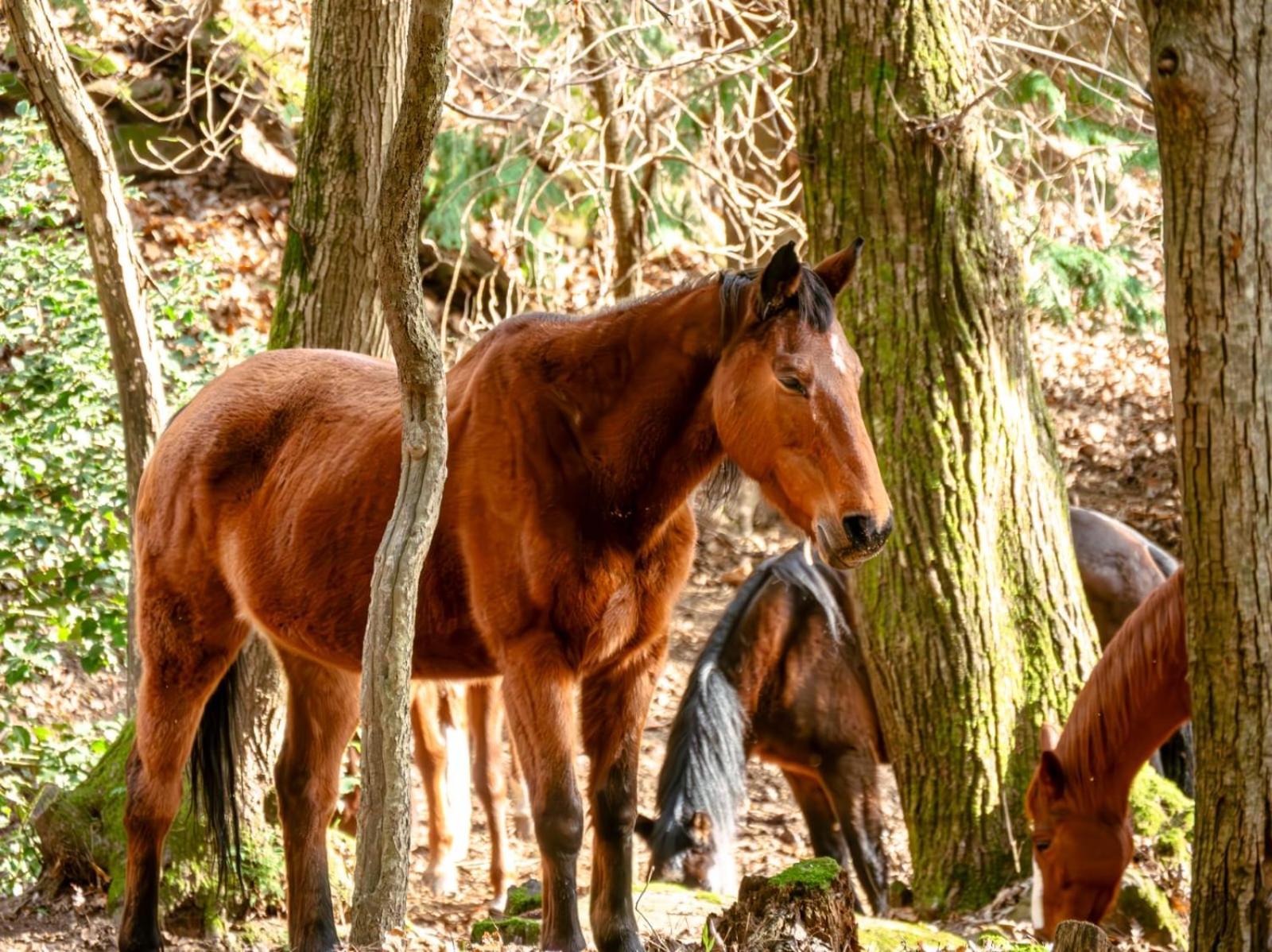 Centro Trekking A Cavallo Monte Brugiana Affittacamere Massa  Esterno foto