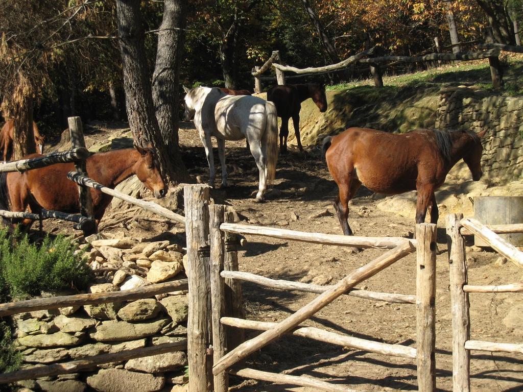 Centro Trekking A Cavallo Monte Brugiana Affittacamere Massa  Esterno foto