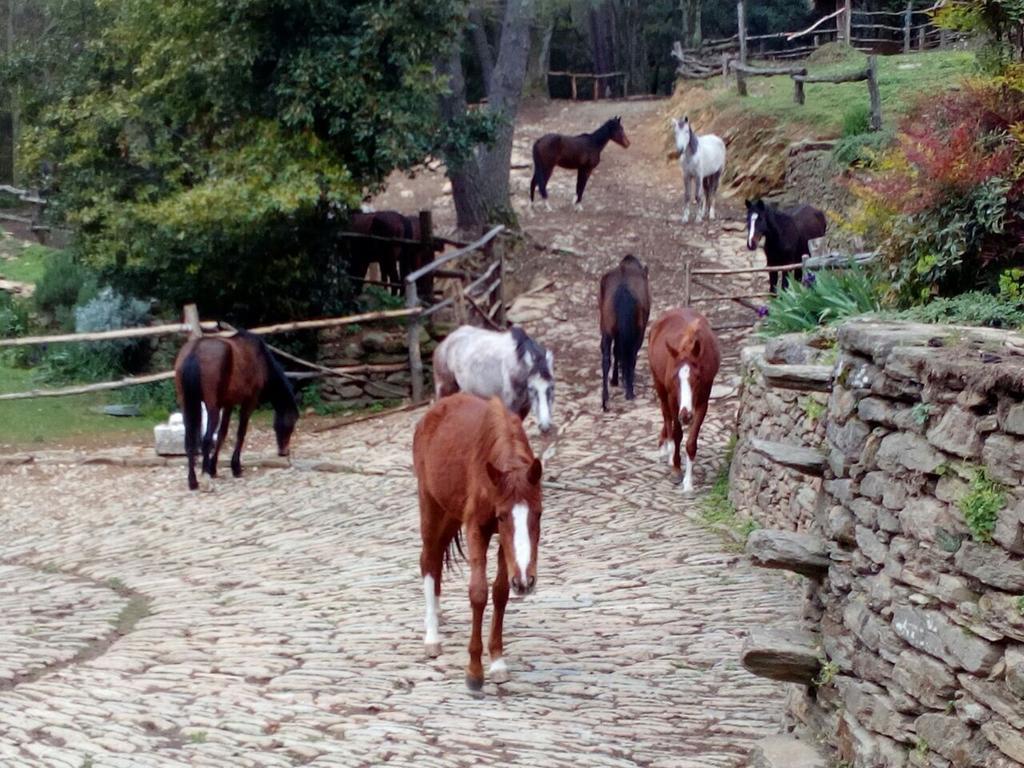 Centro Trekking A Cavallo Monte Brugiana Affittacamere Massa  Esterno foto