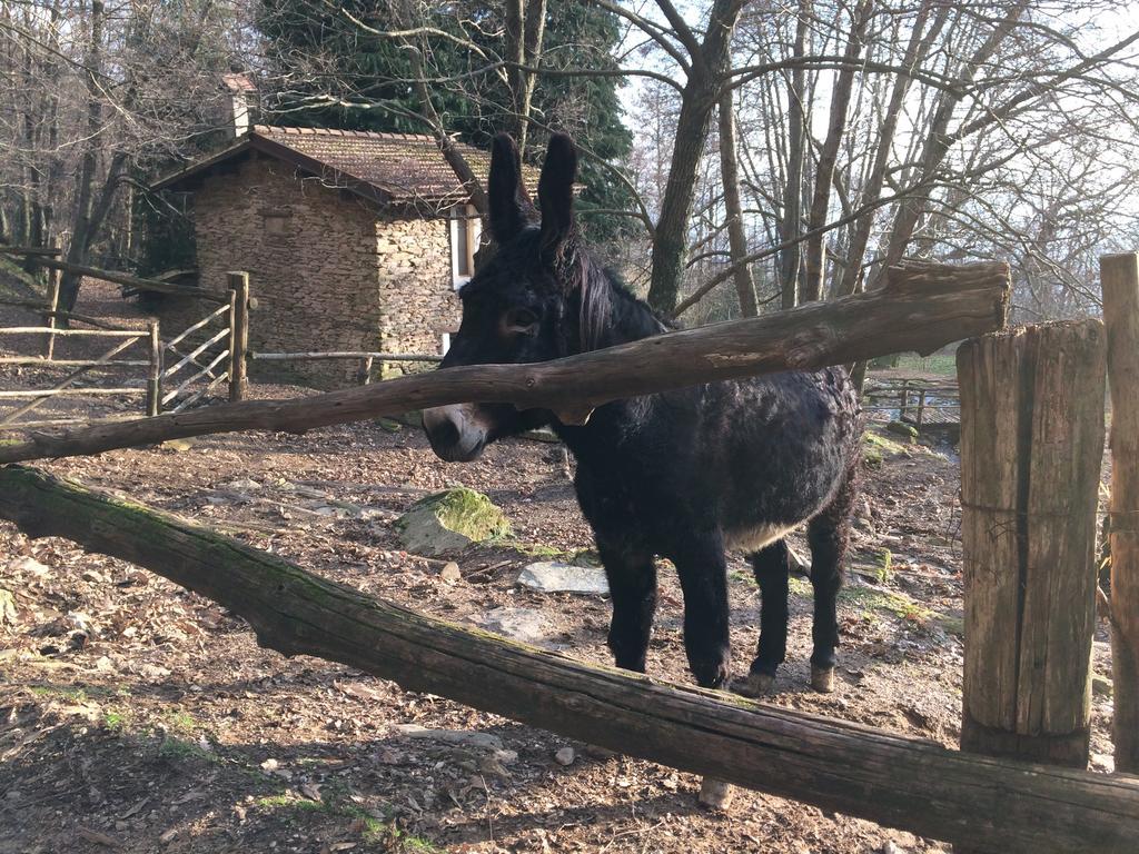 Centro Trekking A Cavallo Monte Brugiana Affittacamere Massa  Esterno foto